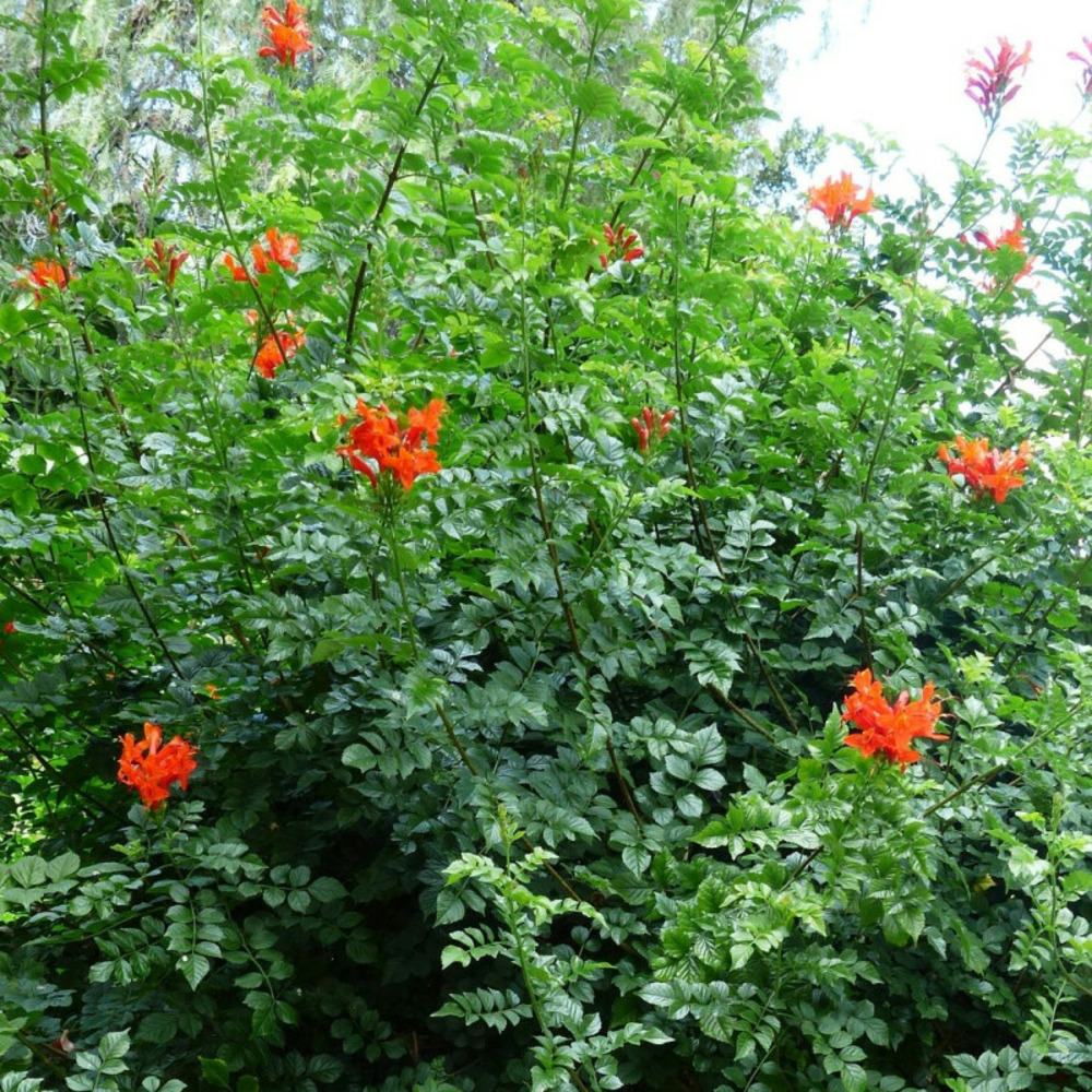 Bignone du cap pot de 3l - echelle bambou 60/120 cm