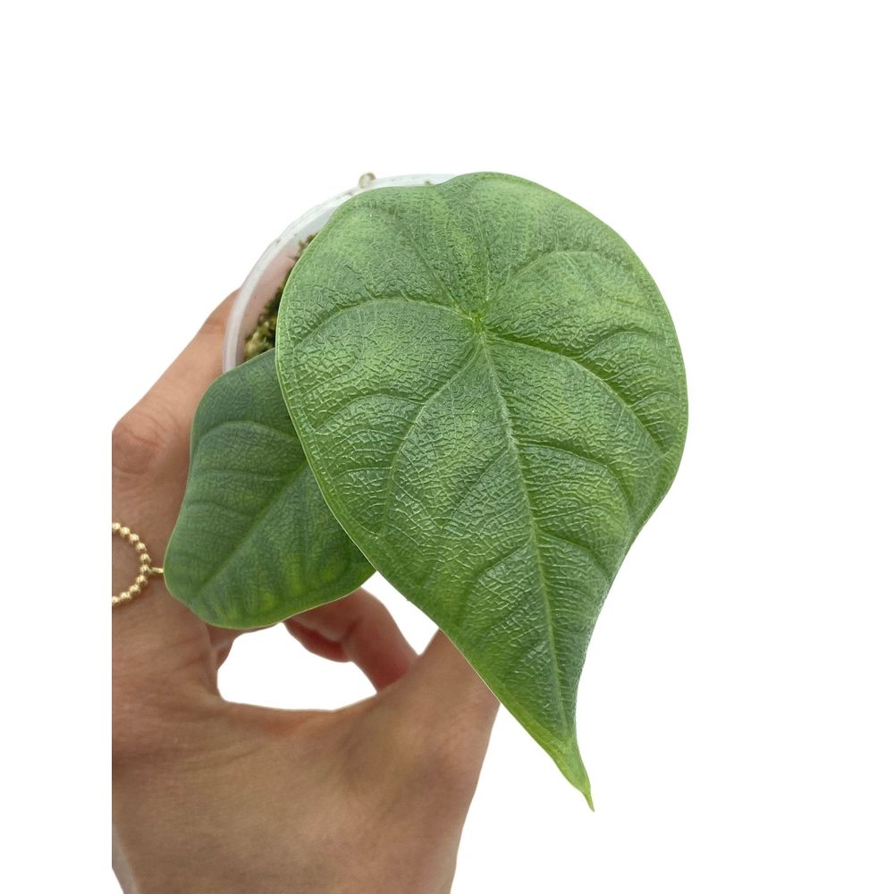 Alocasia melo - pot de 6cm