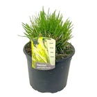 Pennisetum alopecuroides 'hameln' - naturelle graminée pour le jardin - plante exterieur rustique - pot 23cm - hauteur 20-30cm