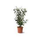 Feijoa sellowiana - arbuste persistant - ↕ 50-60 cm - ⌀ 21 cm - plante d'extérieur
