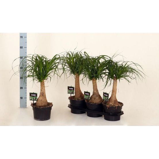 Beaucarnea nolina - ø19 h60 - h60 cm - ø19 cm