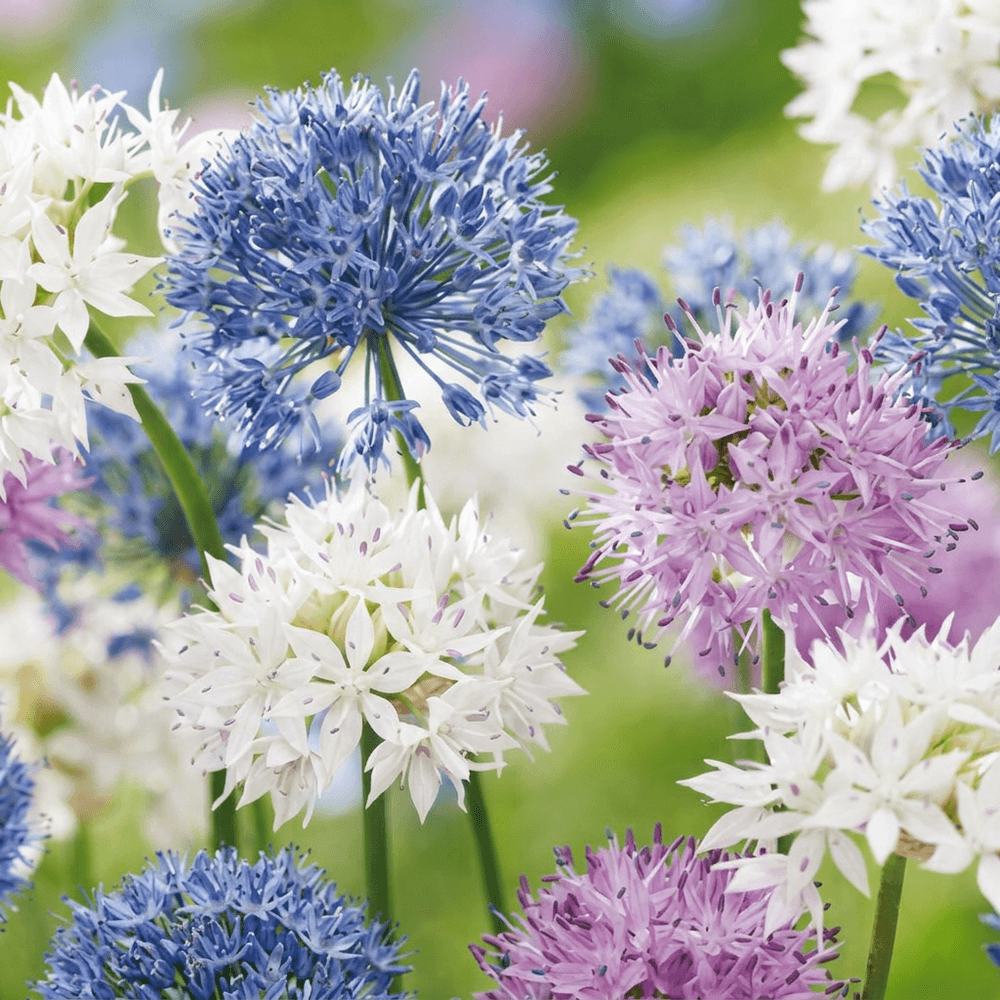 Ail d'ornement 'buzzing beauties' (allium) - floraison estivale - calibre 6/7 - 30 bulbes