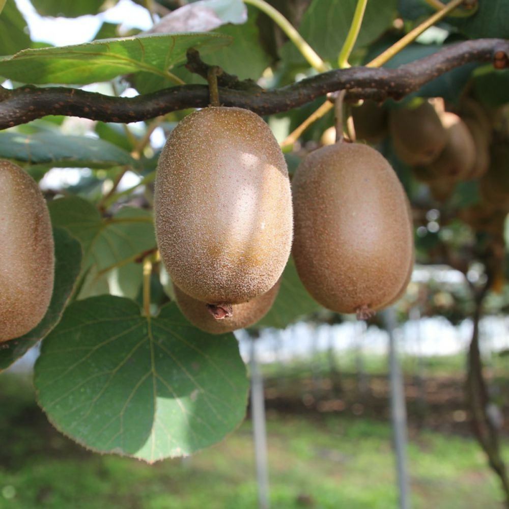 Kiwi chinensis jenny (autofertile) pot de 1,5l - tuteur bambou 30/60 cm