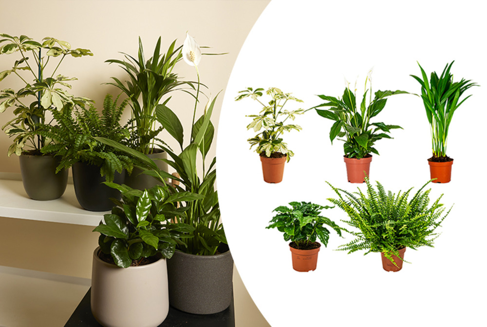 Bloomique - lot de 5 - mélange de plantes dépolluantes - 20-40 cm de haut - pot 12 cm