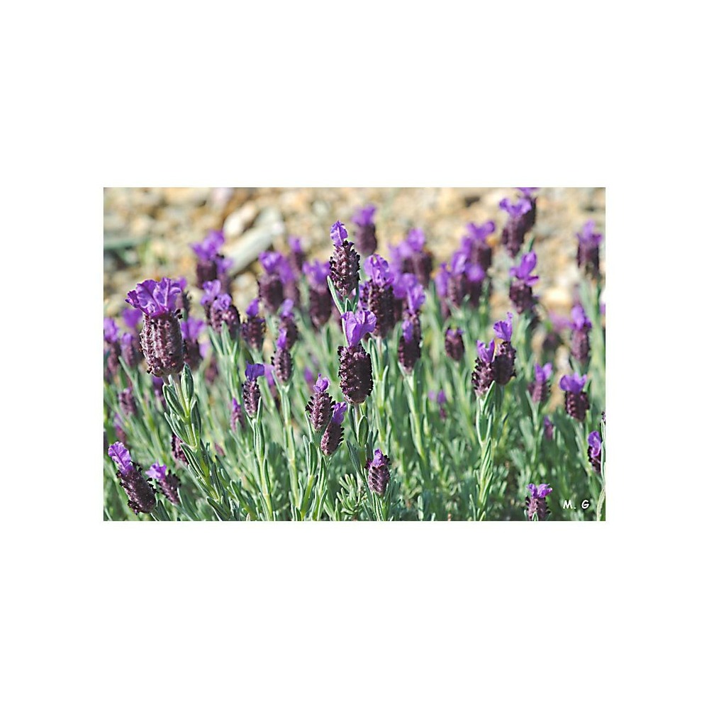 Sachet graines lavande papillon lavandula stoechas vilmorin