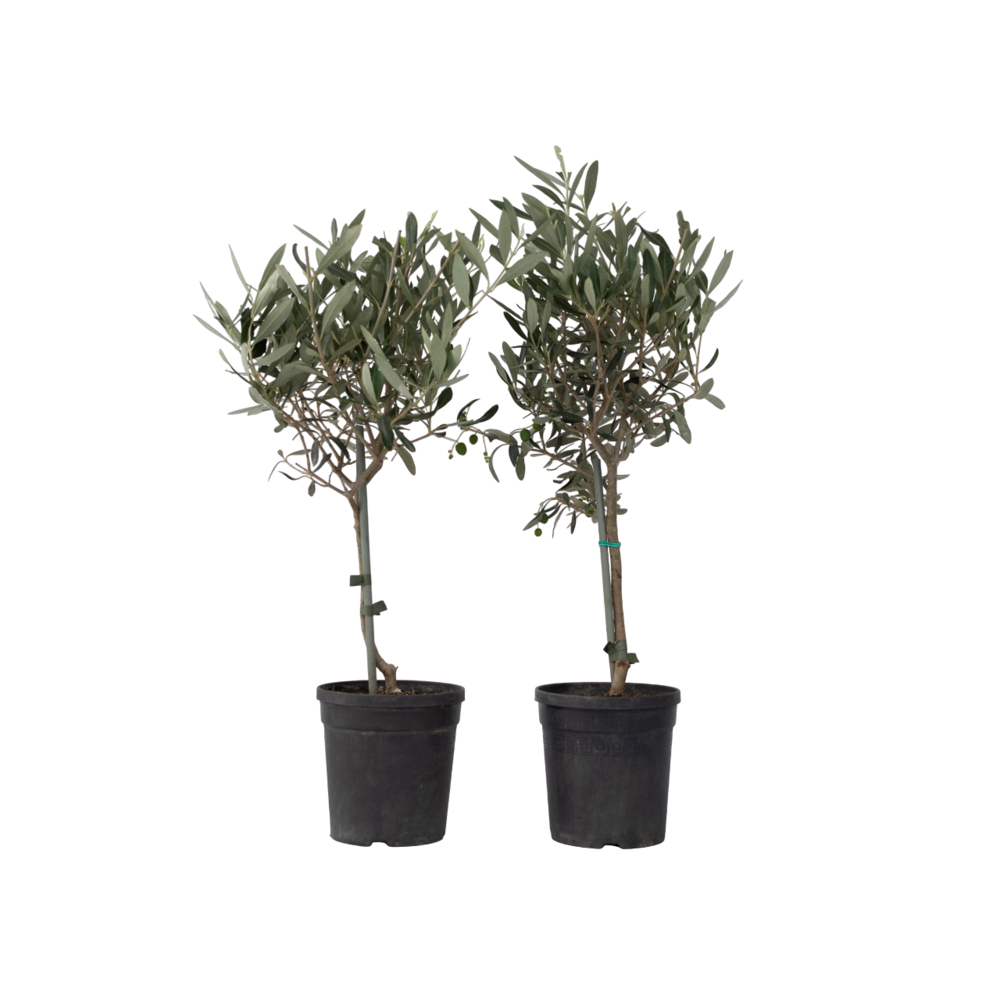Olivier - set de 2 - olea europaea - hauteur 50-60cm - ⌀14cm