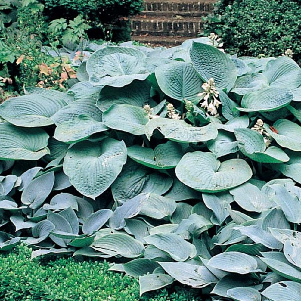 Hosta 'big daddy' godet de 8/9 cm