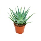 Aloe aborescens dans un pot de 19 cm