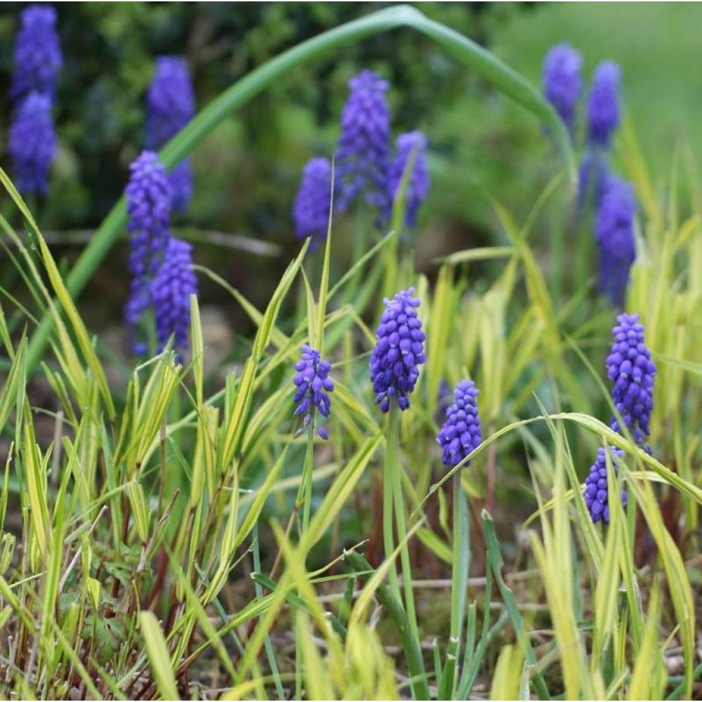 Muscari armeniacum bulbe calibre 6+ (par 100)