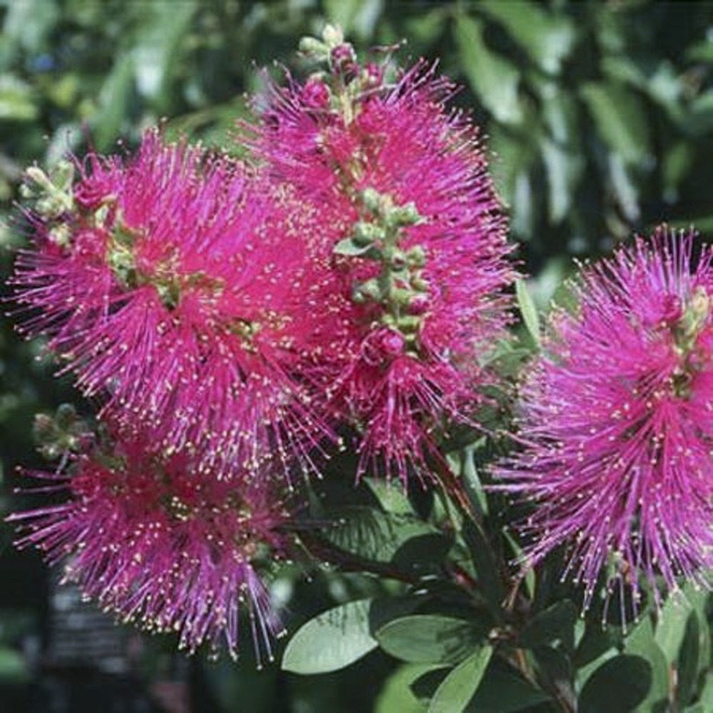 Rince-bouteilles 'hot pink' pot de 2l/3l