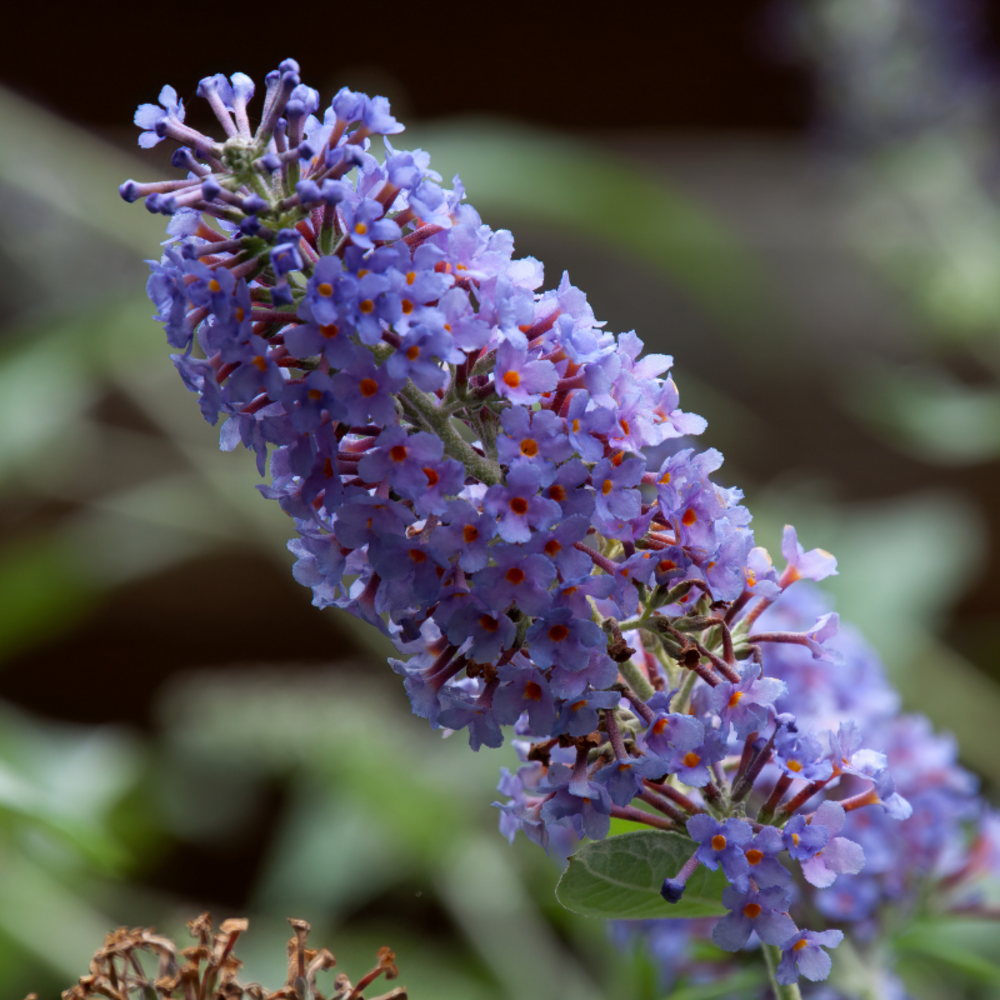Arbre aux papillons nanho blue - buddleja davidii nanho blue 60/70 cm pot 3l