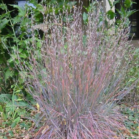 Schizachyrium blue heaven godet - 5/20 cm
