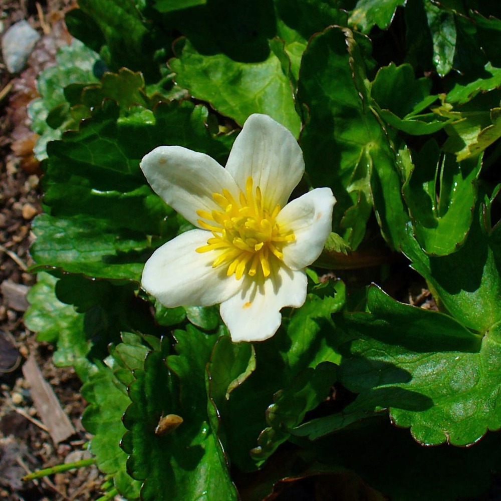 Caltha palustris 'alba' godet de 8/9 cm