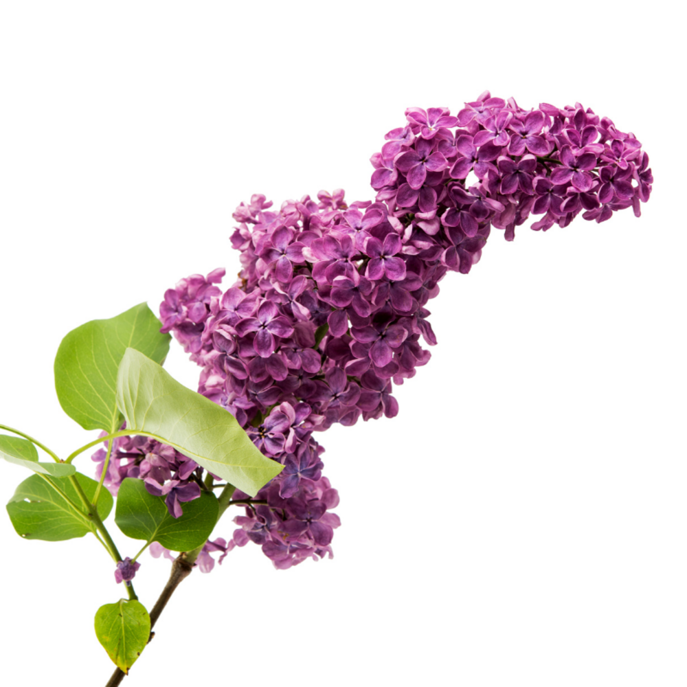 Lilas bloomerang dark purple - syringa bloomerang dark purple pot 3l