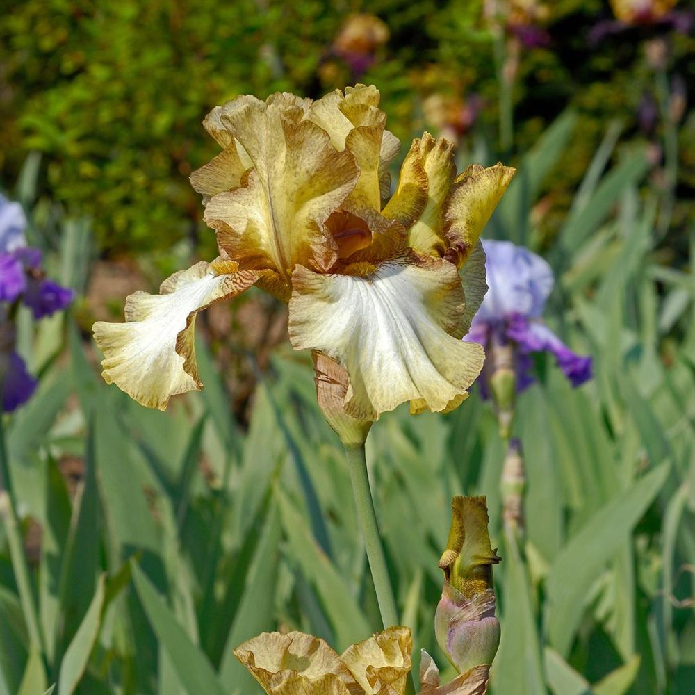 Iris des jardins 'patina' rhizome, calibre 10/15, qualité extra