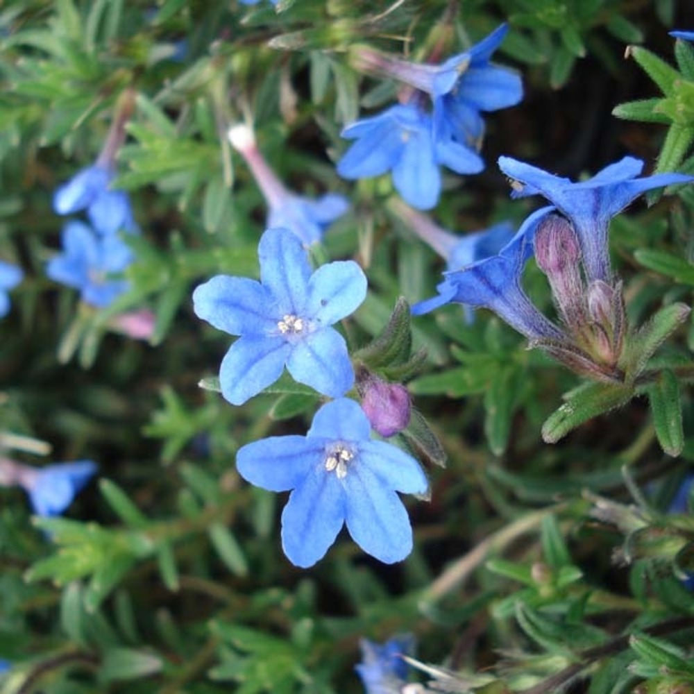 Grémil 'heavenly blue' pot de 2l/3l