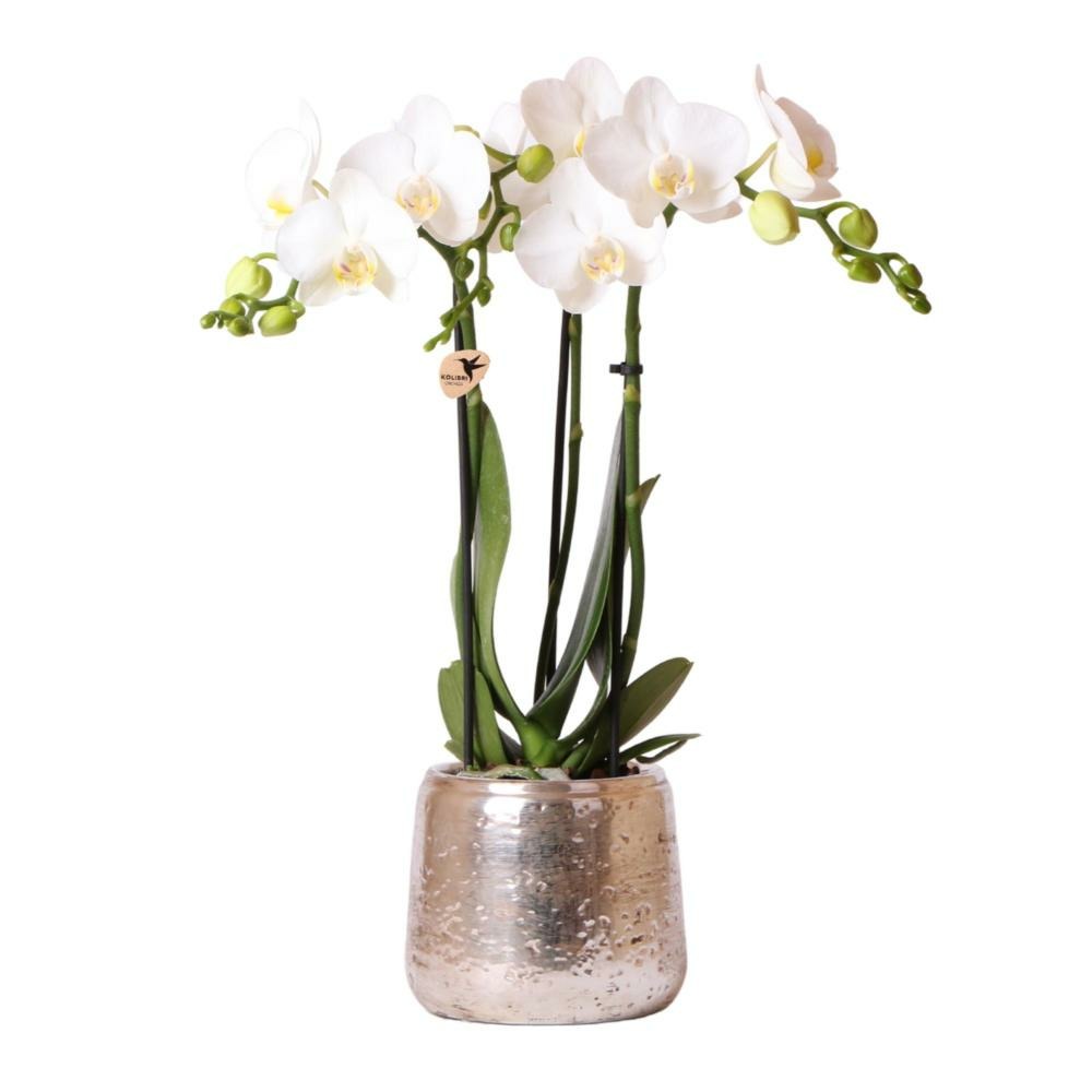 Orchidée phalaenopsis blanche en pot argenté amabilis 35cm - plante d'intérieur