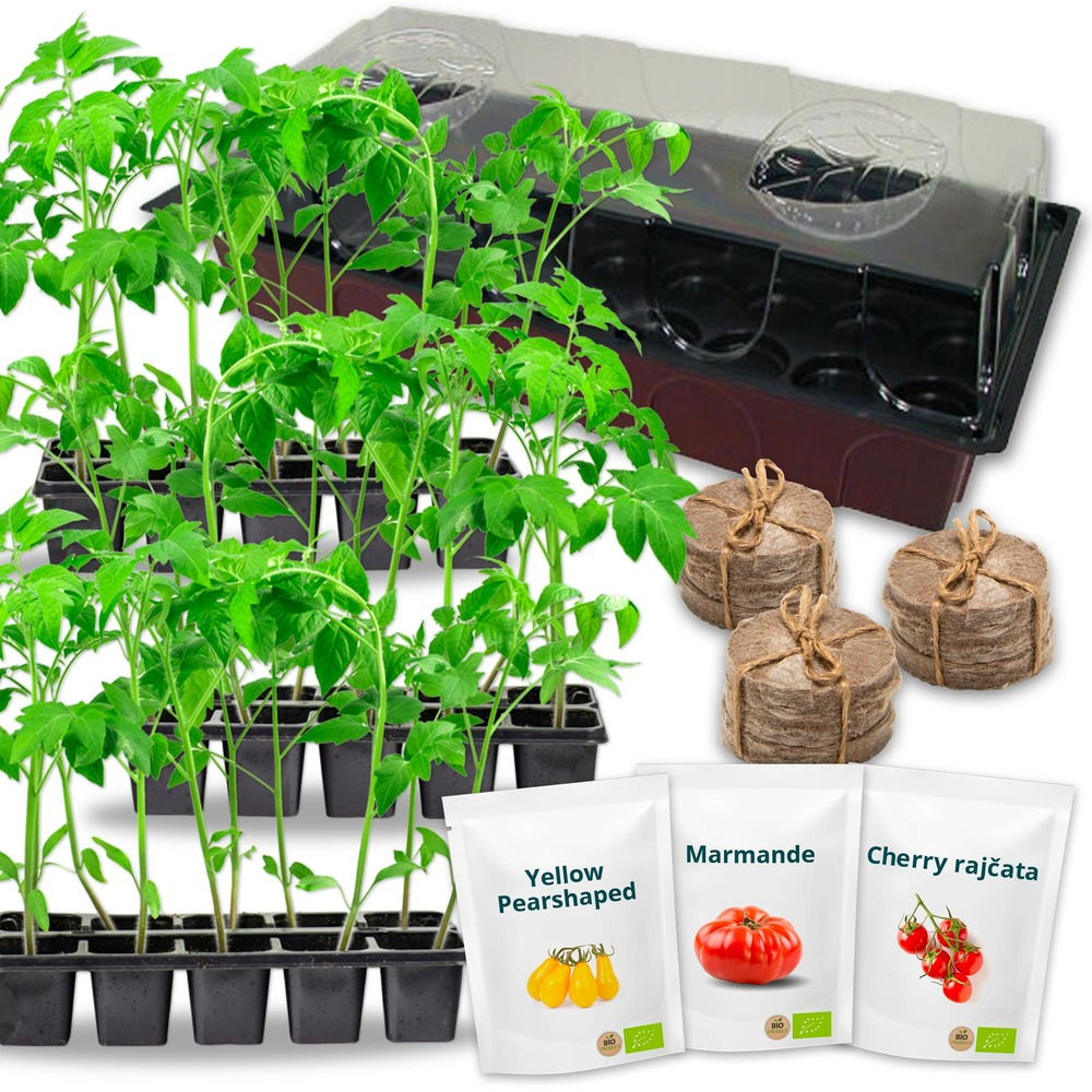 Kit complet tomate bio prêt à pousser + mini serre - réaliser vos propre semis à la maison (tomate biologique)
