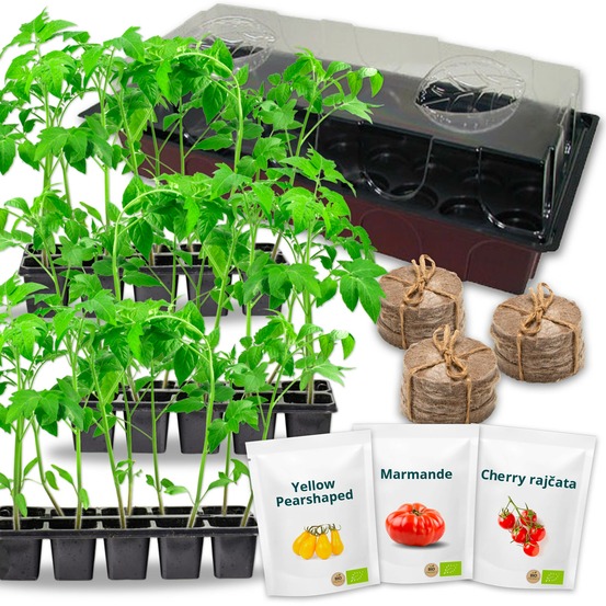 Kit complet tomate bio prêt à pousser + mini serre - réaliser vos propre semis à la maison (tomate biologique)