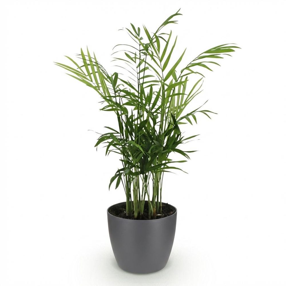 Chamaedorea elegans - pet-friendly - pot de 12cm - hauteur 15cm