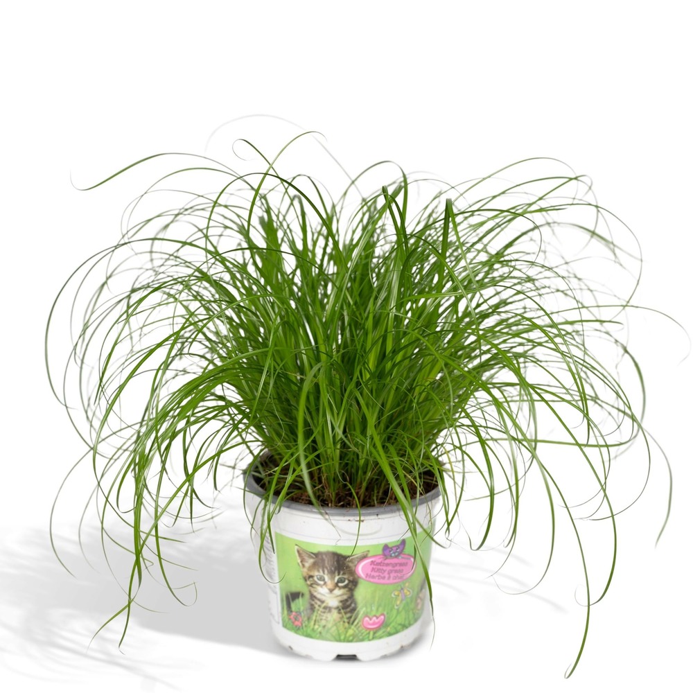 Cyperus alternifolius une variante:cyperus alternifolius - herbe à chat - 20cm - ø12