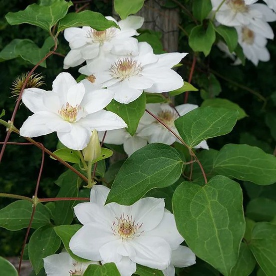 Clématite 'henryi' - clematis 3l - 60/90cm