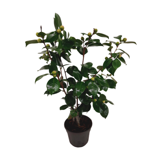 Camélia - camellia japonica 'bonomiana' - hauteur 50-60cm - ⌀15cm