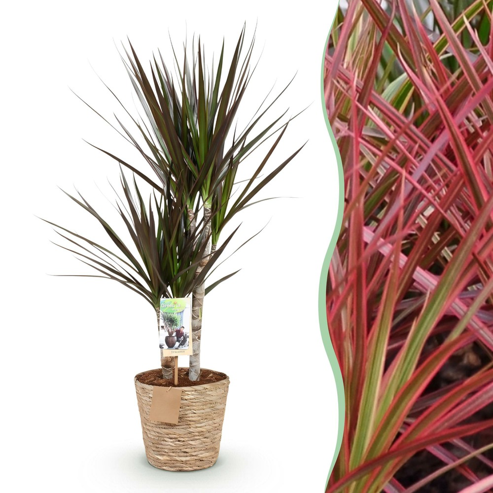 Dracaena magenta – pot 17 cm – hauteur 70-80 cm