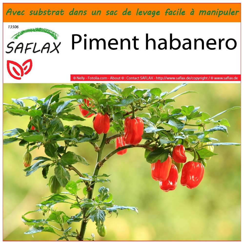 Garden in the bag - piment habanero - 10 graines - capsicum chinense