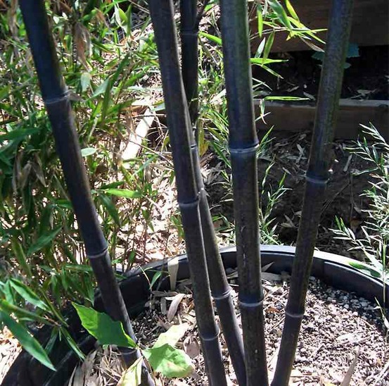 Phyllostachys nigra (bambou noir) pot de 15 litres ? 140/160 cm