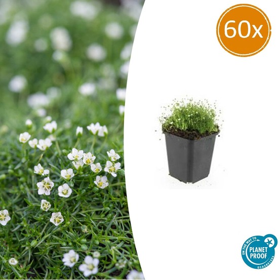 Sagine subulée x60 – entre 3,75 et 5m2