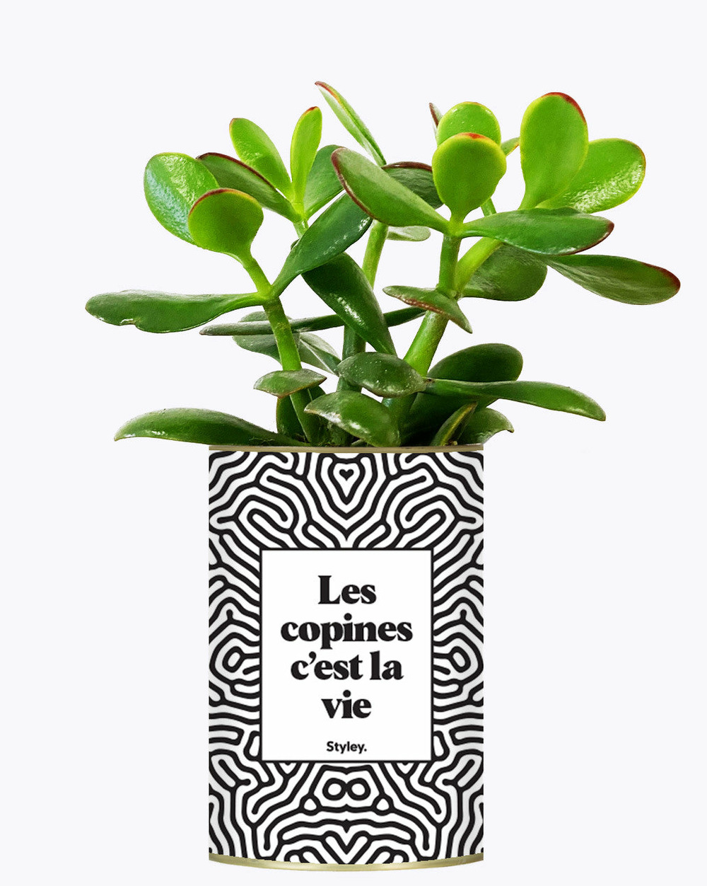 Plante drôle - les copines c'est la vie - plante