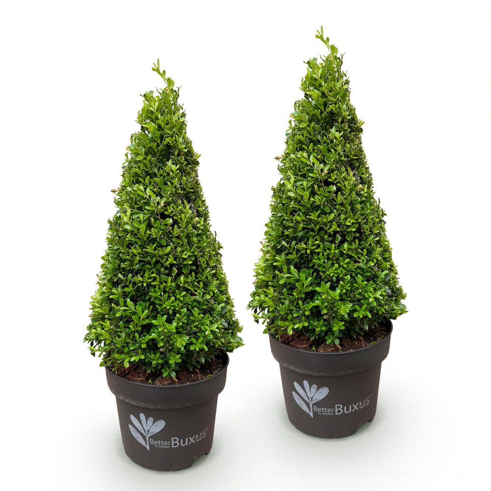 Buis 'betterbuxus skylight' - lot de 2 - pot 23 cm - hauteur 70 cm