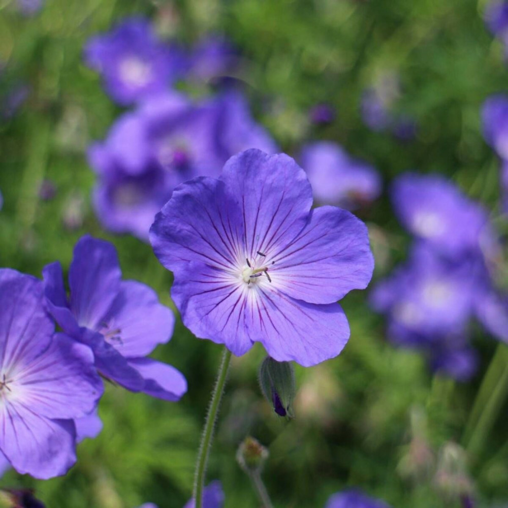 Géranium vivace nimbus lot de 5 godets