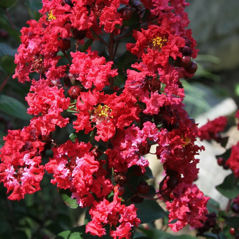 Lilas des indes double dynamite, lagerstroemia pot de 3l - touffe