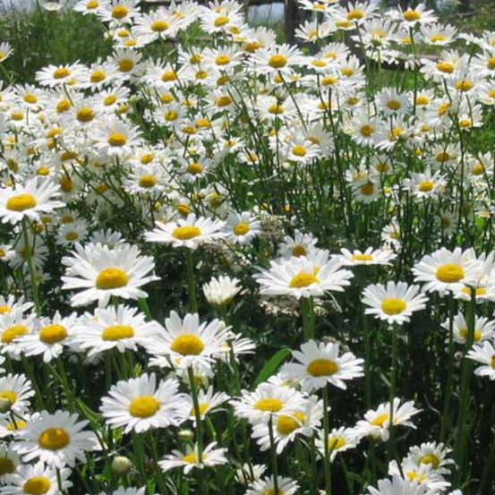 Marguerite d'été lot de 9 godets