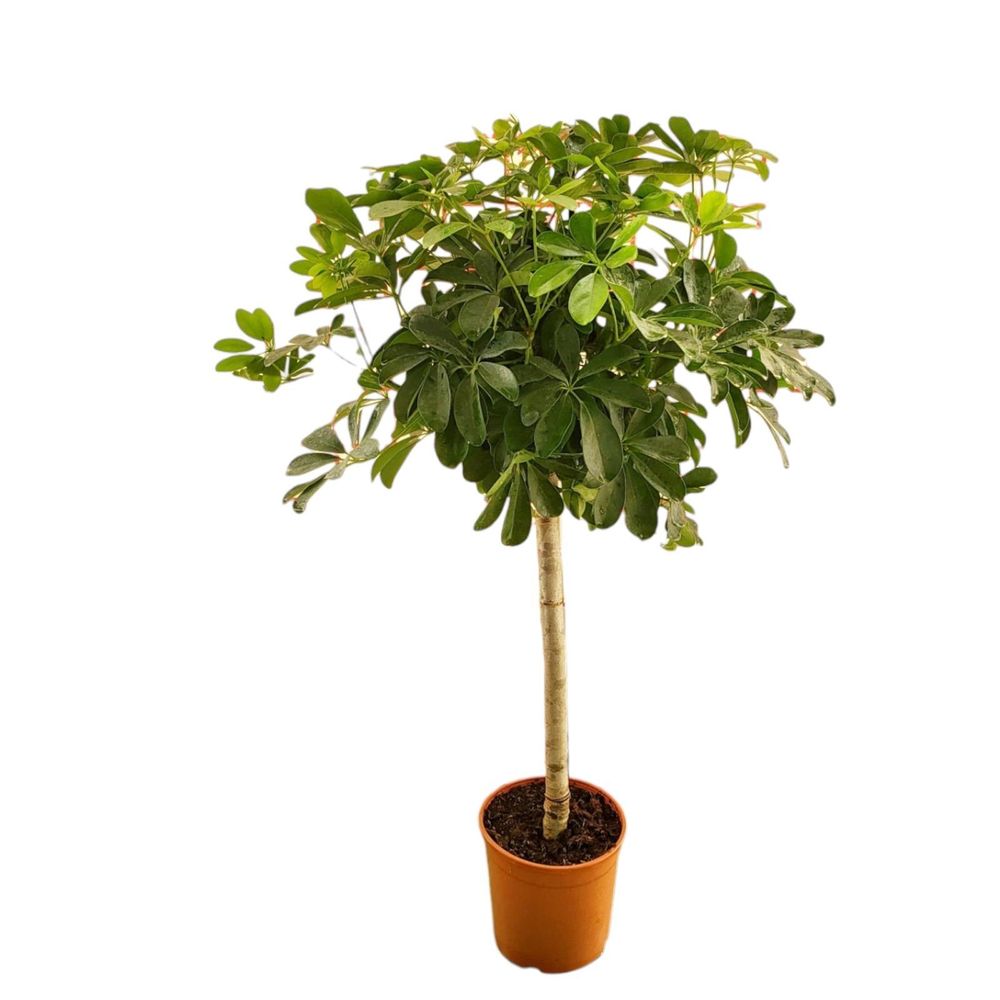 Schefflera - plantes d'intérieur
