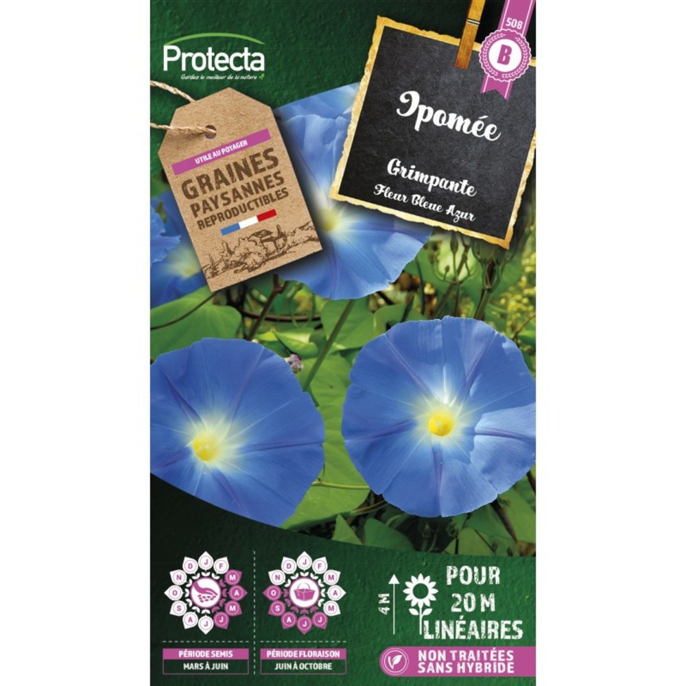 Graines paysannes - ipomée grimpante à fleur bleue