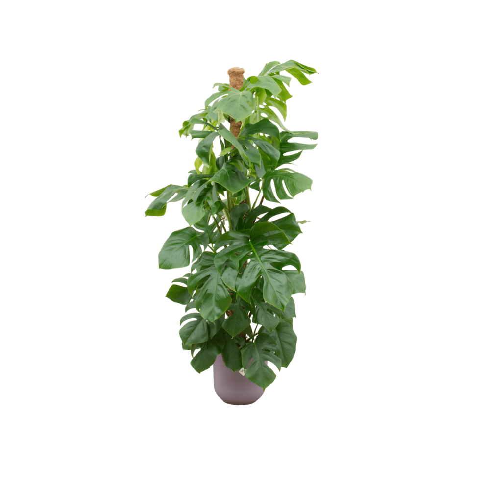 Monstera pertusum - plantes d'intérieur