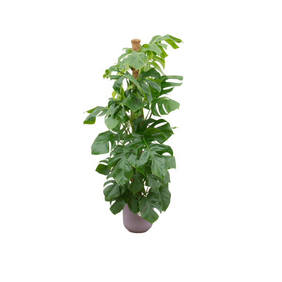 Monstera pertusum - plantes d'intérieur