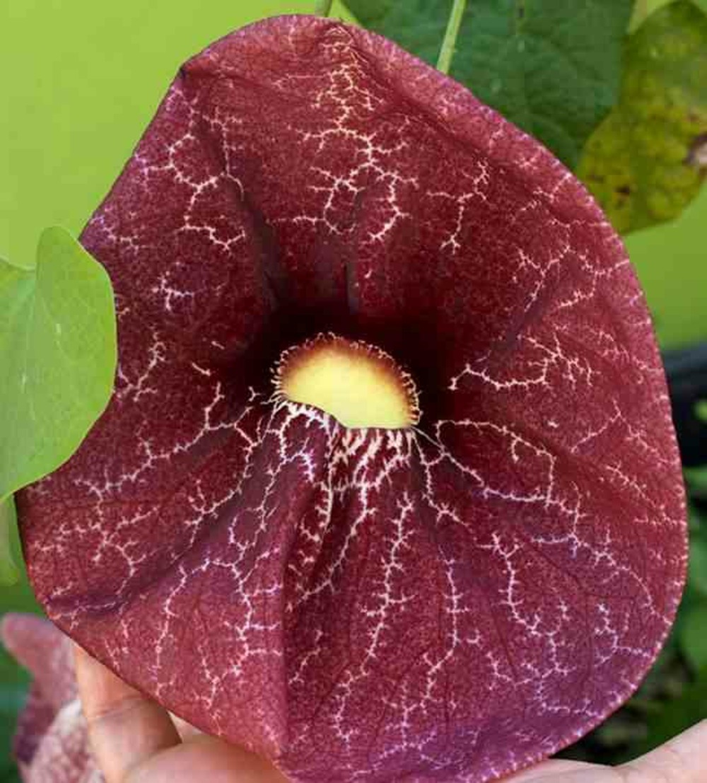 Aristolochia gigantea (aristoloche) pot de 25l -200cm