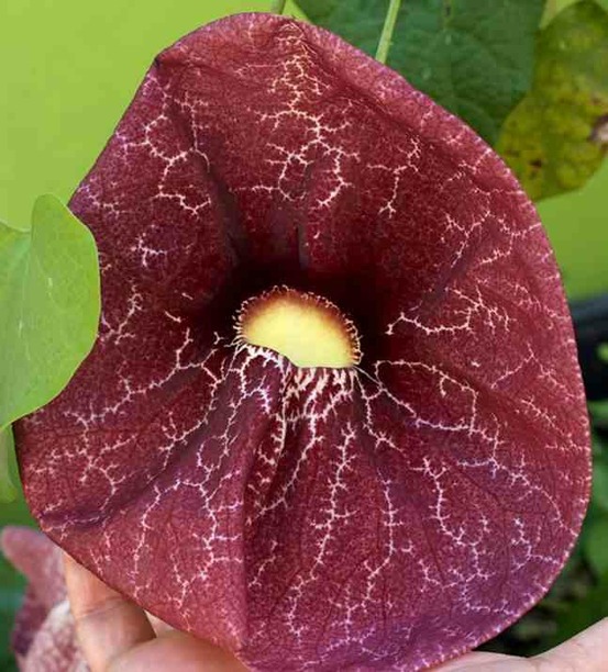Aristolochia gigantea (aristoloche) pot de 25l -200cm
