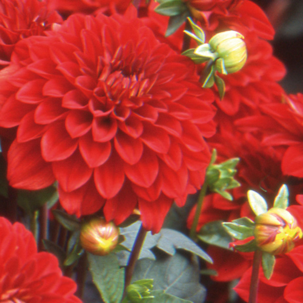 Dahlia nain double 'gallery singer' bulbe calibre i (par 3)