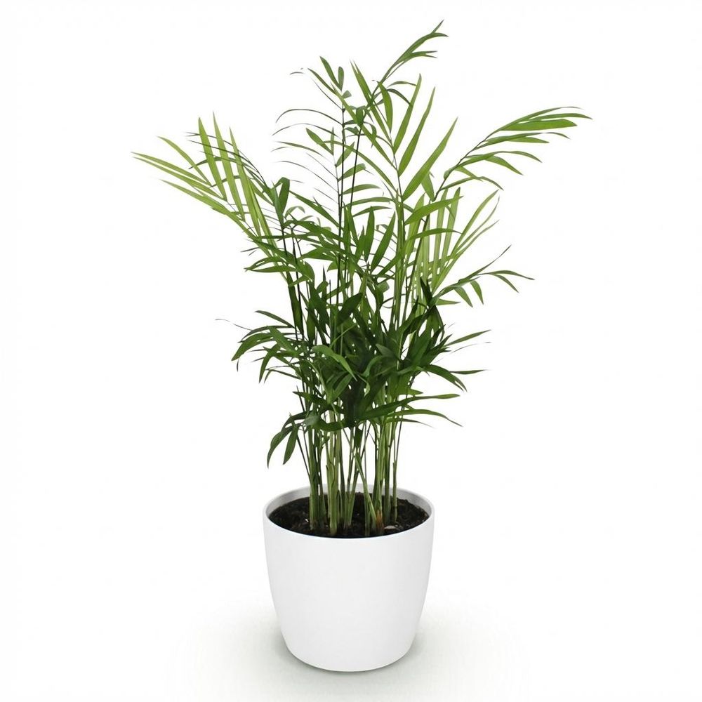 Chamaedorea elegans - pet-friendly - pot de 12cm - hauteur 15cm