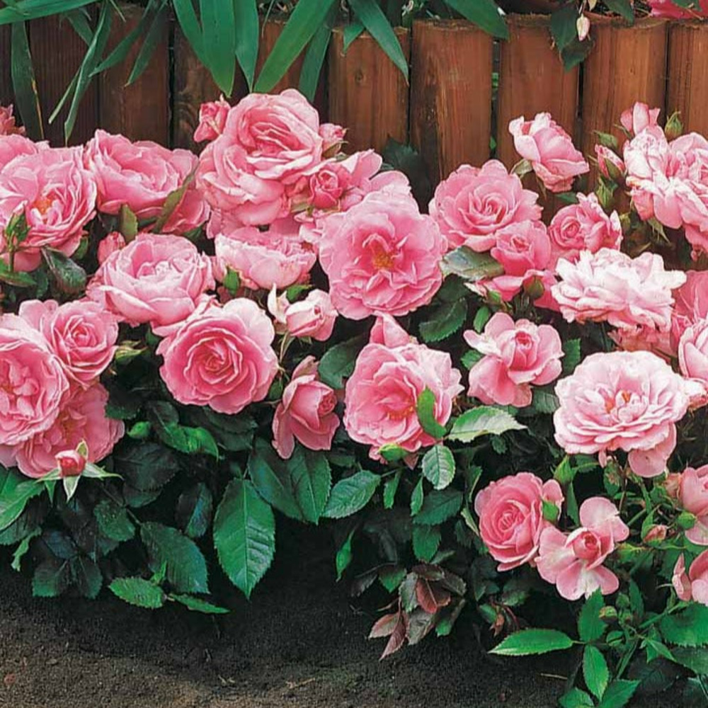 3 mini-rosiers randilla rose - le paquet de 3 racines nues / 3 branches
