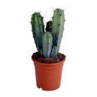 Myrtillocactus geometrizans h40cm - cactus d'intérieur