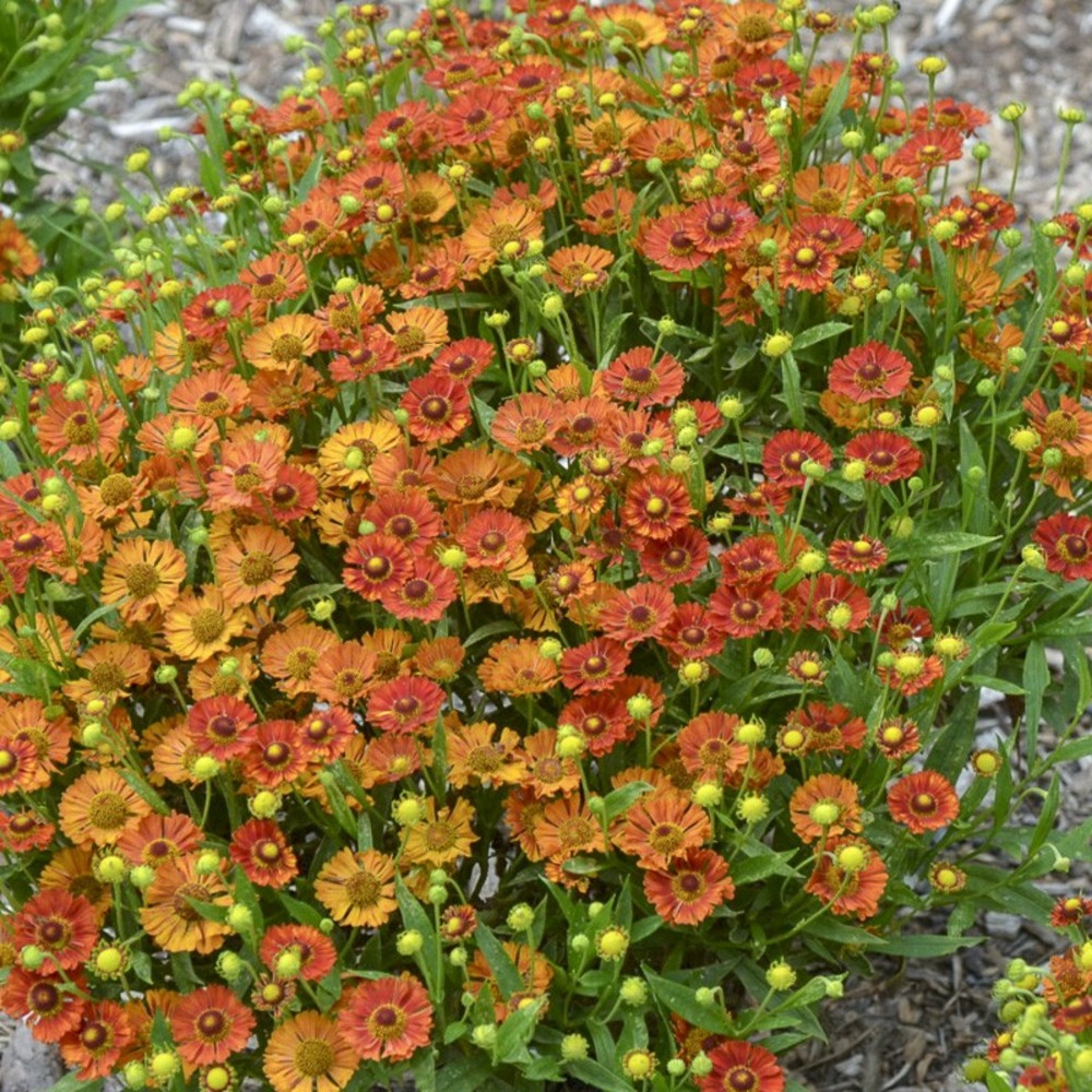 Hélénie 'ranchera' godet de 8/9 cm