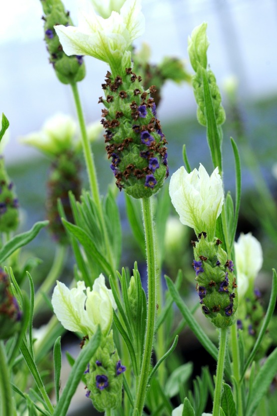 Lavande 'tiara' - en pot de 3 litres