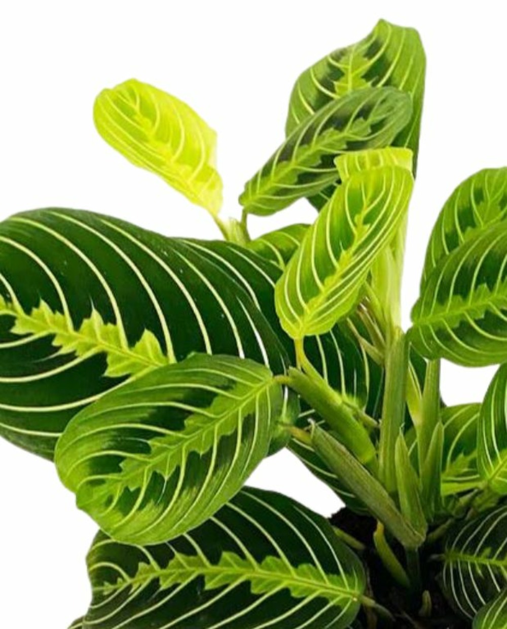 Maranta leuconeura lemon lime - plante paon prière medium d. 12cm h. 30cm - plante d'intérieur