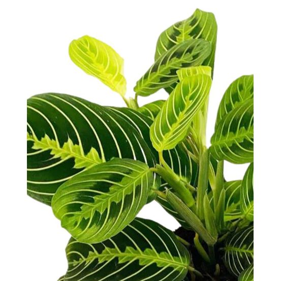 Maranta leuconeura lemon lime - plante paon prière medium d. 12cm h. 30cm - plante d'intérieur